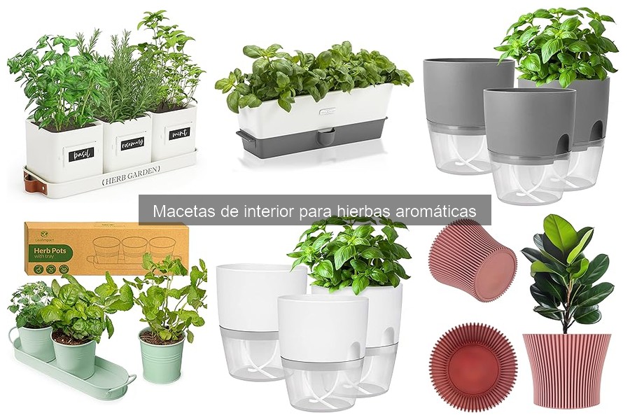 El tamaño ideal de maceta para tus hierbas aromáticas