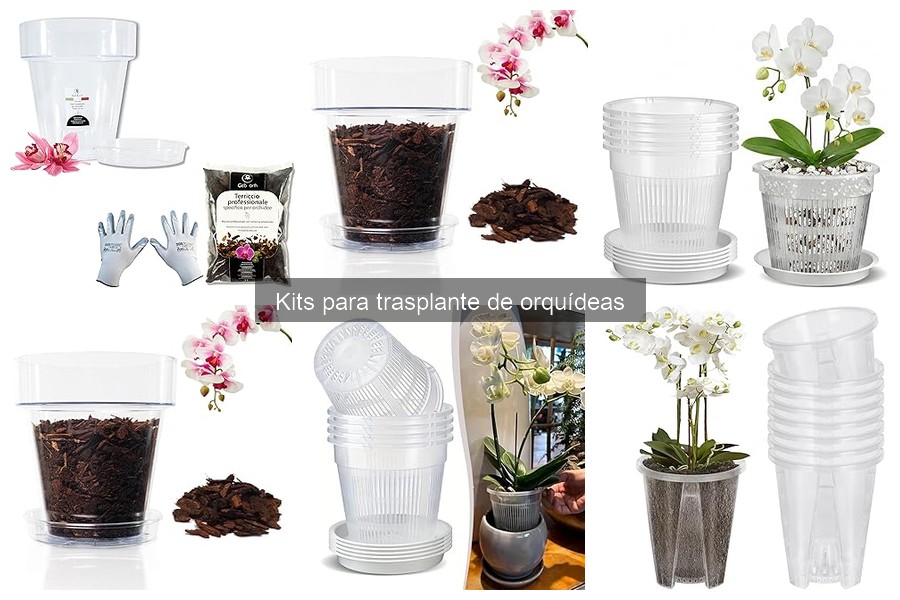 Errores al trasplantar orquídeas y cómo evitarlos