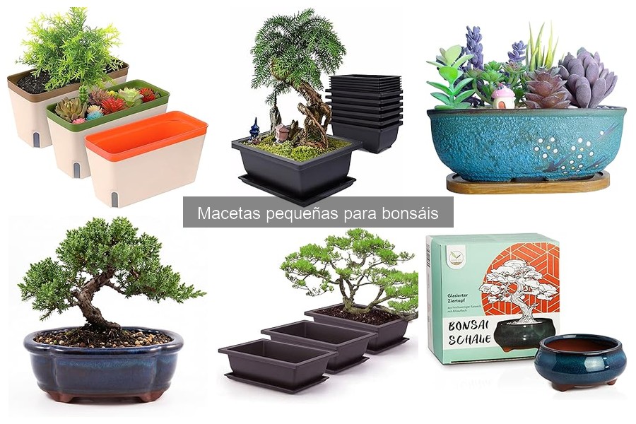 Errores comunes al elegir macetas pequeñas para bonsáis