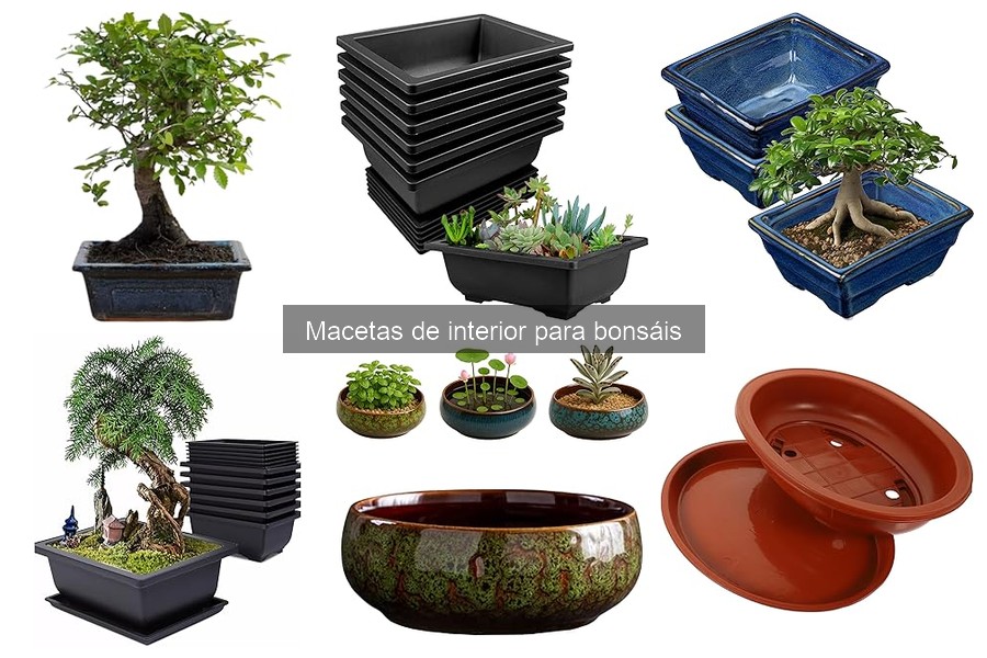 Errores comunes al trasplantar bonsáis en nuevas macetas