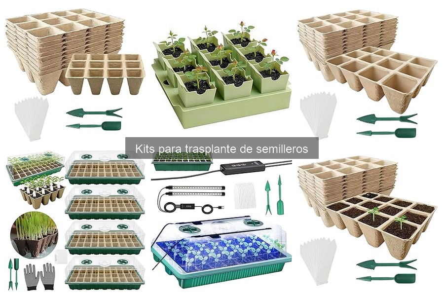 Errores comunes al trasplantar semilleros y cómo evitarlos