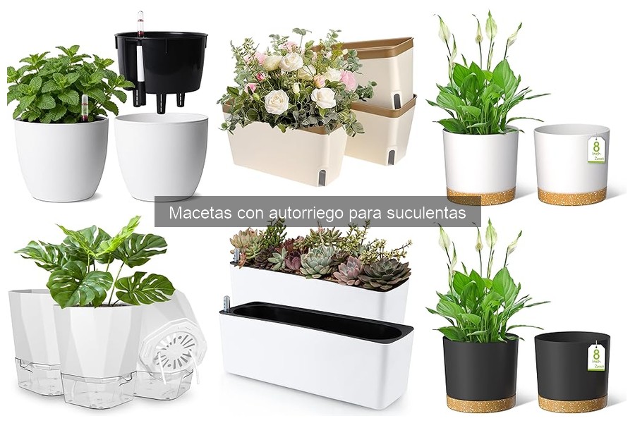 Errores comunes al usar macetas con autorriego para suculentas
