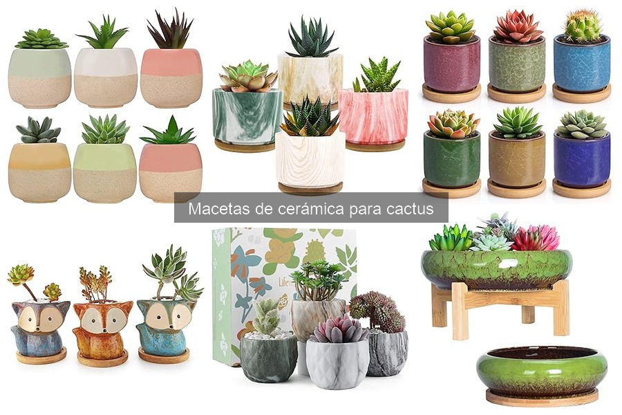 Errores comunes al usar macetas de cerámica para cactus