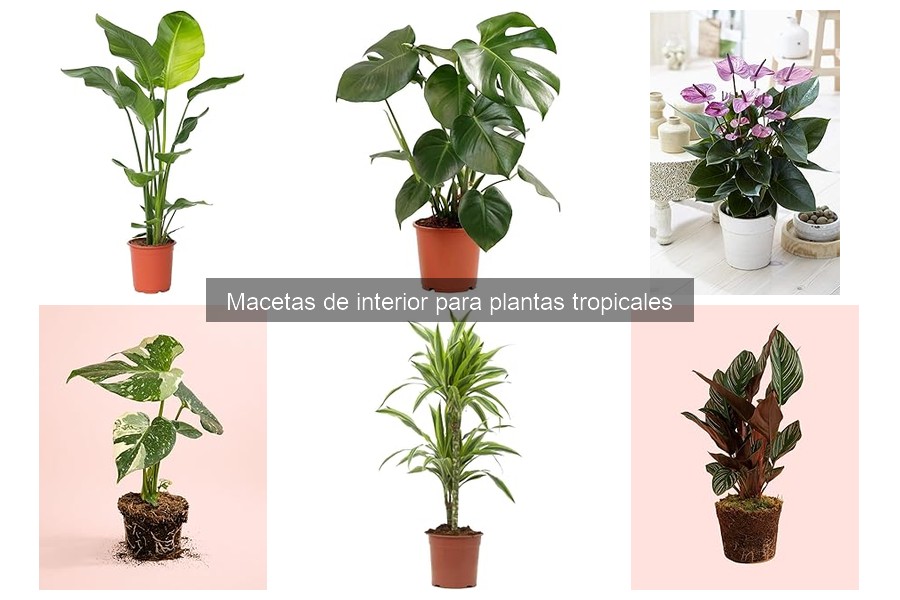 Errores comunes al usar macetas para plantas tropicales