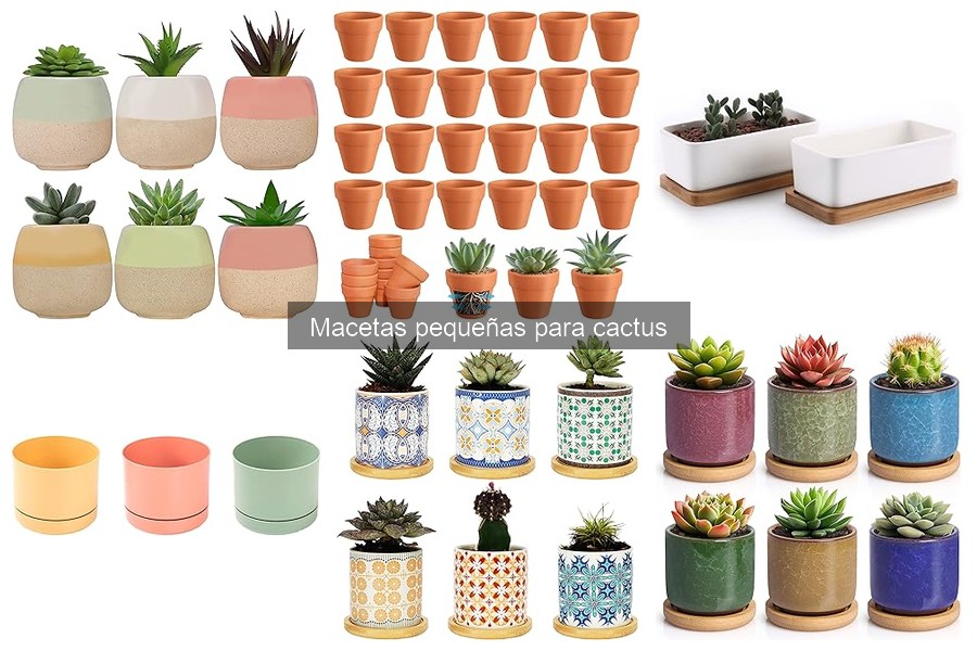 Errores comunes al usar macetas pequeñas para cactus