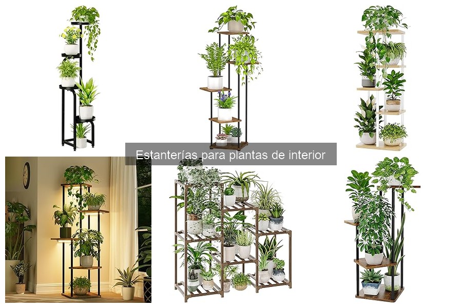 Estanterías para plantas específicas: suculentas y orquídeas