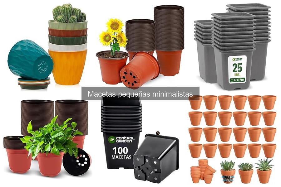 Estilos de plantas que lucen en macetas pequeñas minimalistas