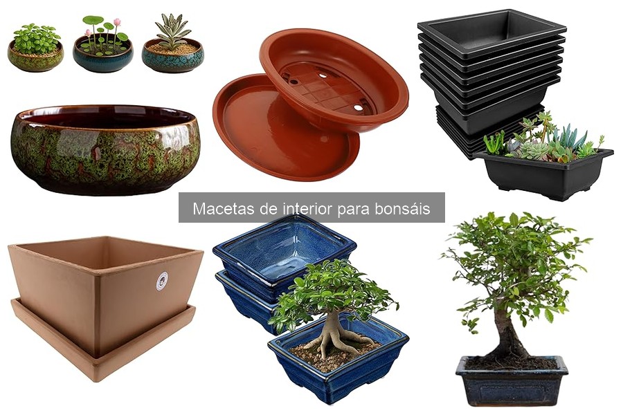 Factores Clave para Diseñar un Set de Bonsáis en Macetas