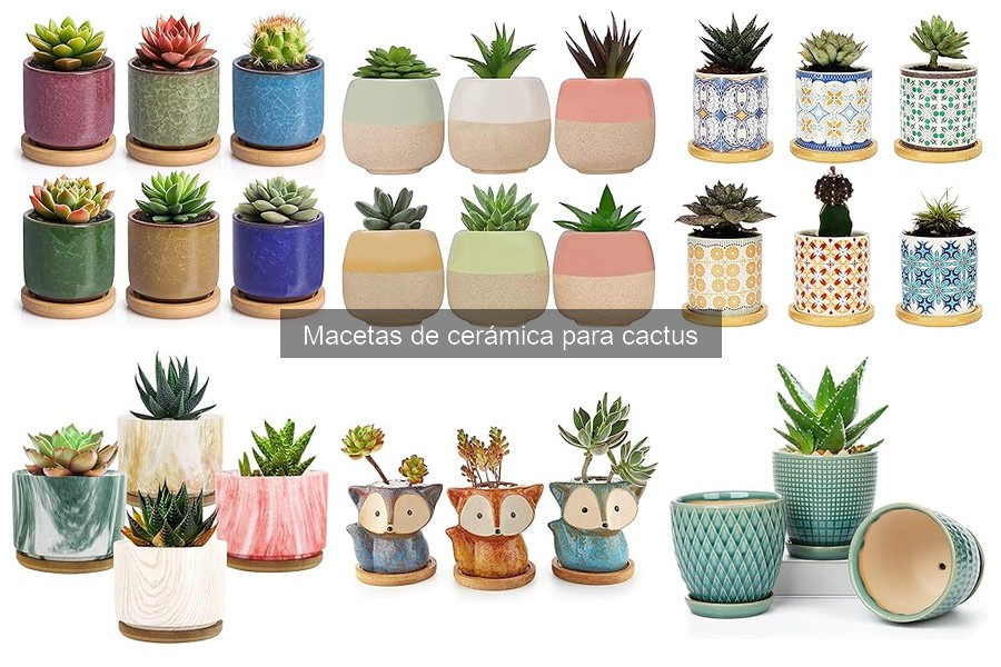 Guía de compra de macetas de cerámica para cactus