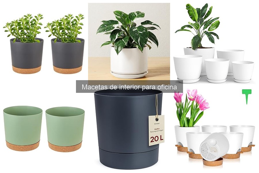 Guía de compra de macetas de interior para oficina