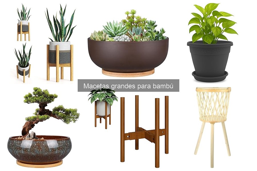 Guía de compra de macetas grandes para bambú