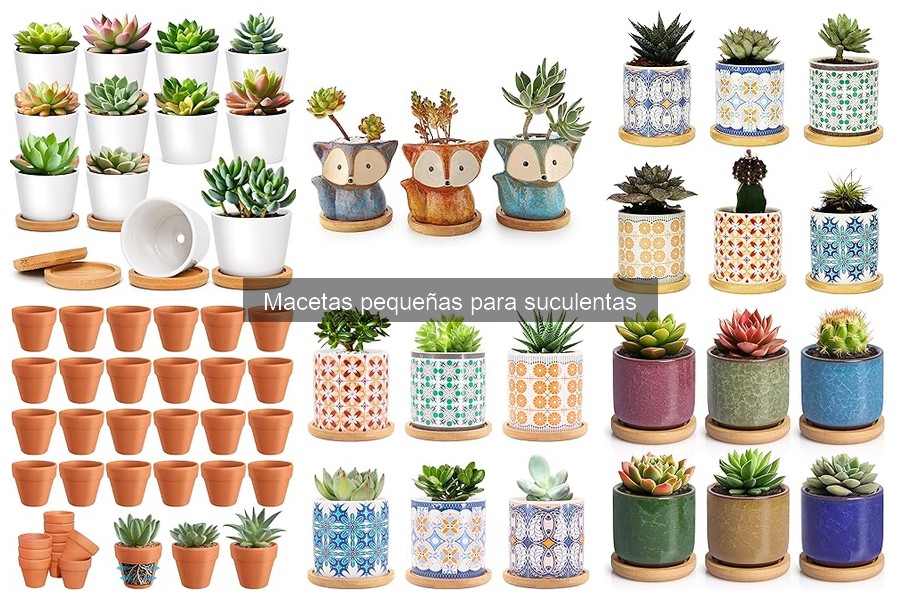 Guía de compra de macetas pequeñas para suculentas