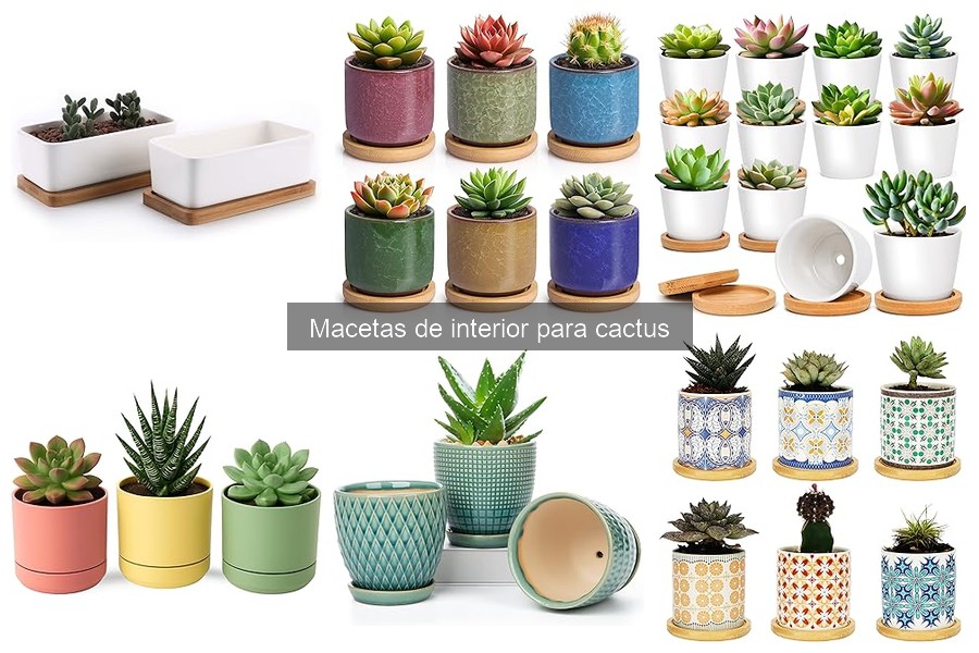 Guía de compra: Macetas de interior para cactus