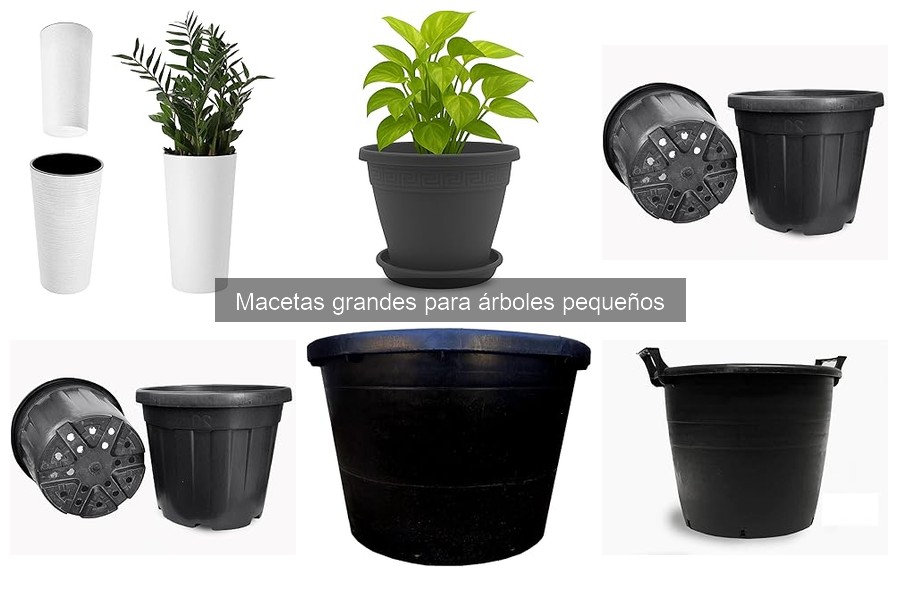 Guía para elegir macetas grandes para árboles pequeños