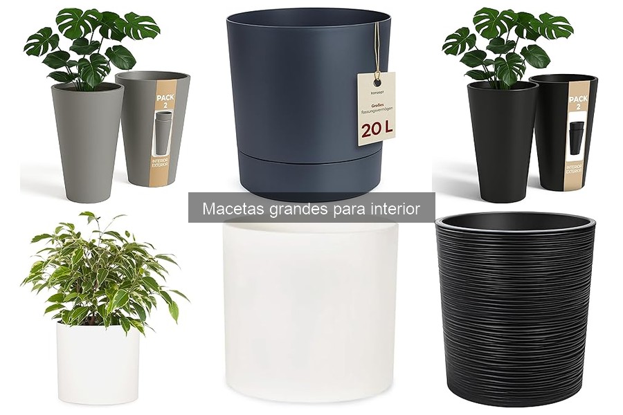 Guía para seleccionar macetas grandes para interiores