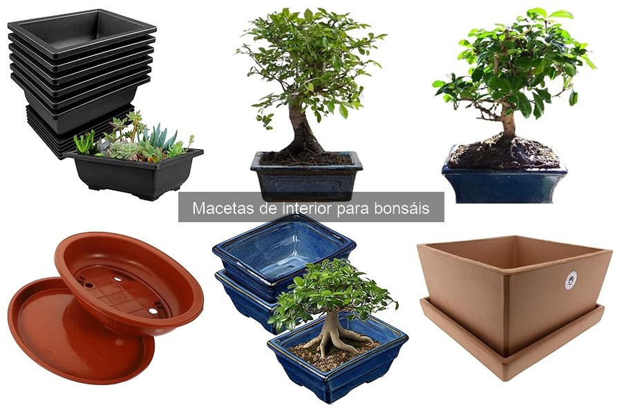 Ideas creativas para decorar macetas de bonsáis