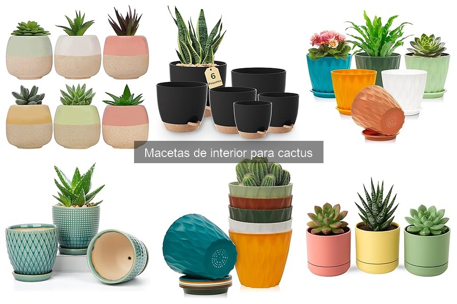 Importancia del drenaje en macetas para cactus