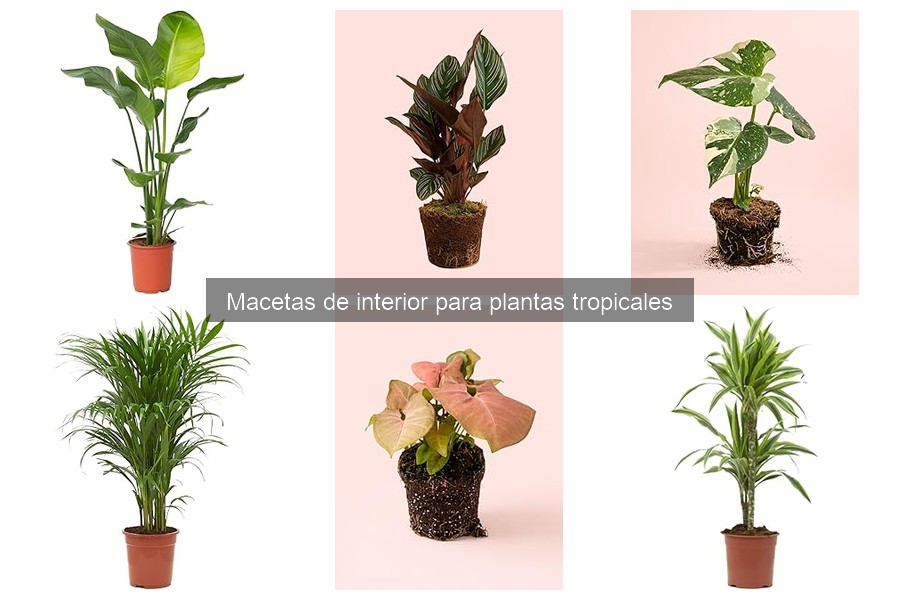 Importancia del drenaje en macetas para plantas tropicales