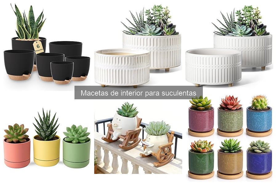 Las mejores suculentas para macetas pequeñas: Guía completa