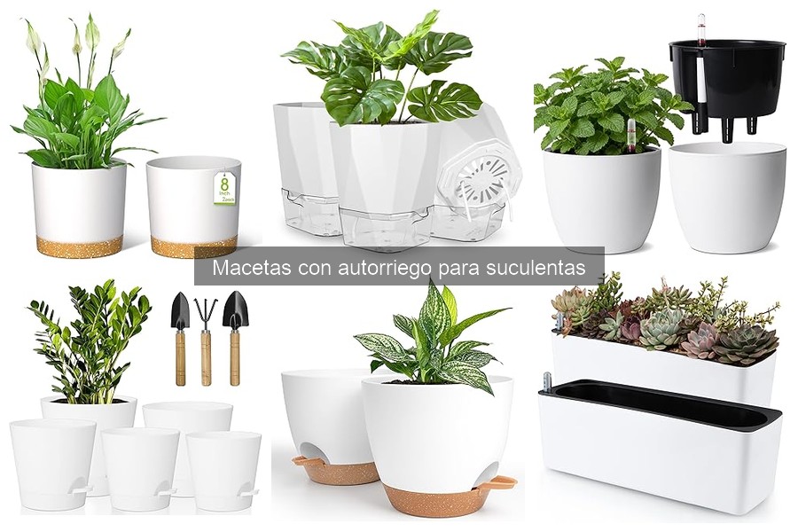 Macetas con Autorriego para Suculentas: ¿Qué Son y Cómo Funcionan?