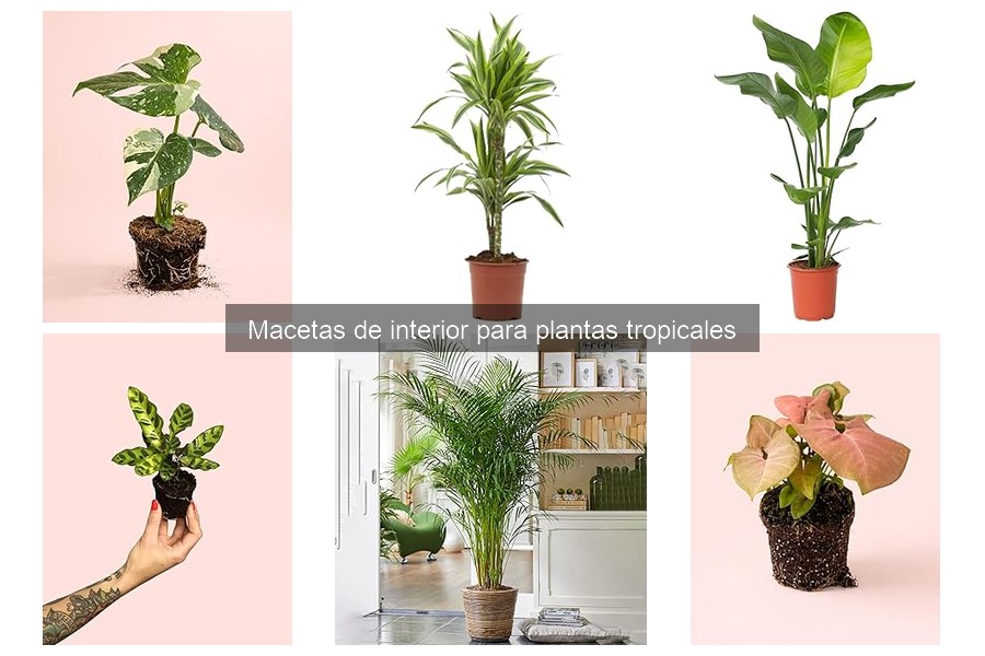 Macetas de Barro vs Plástico para Plantas Tropicales
