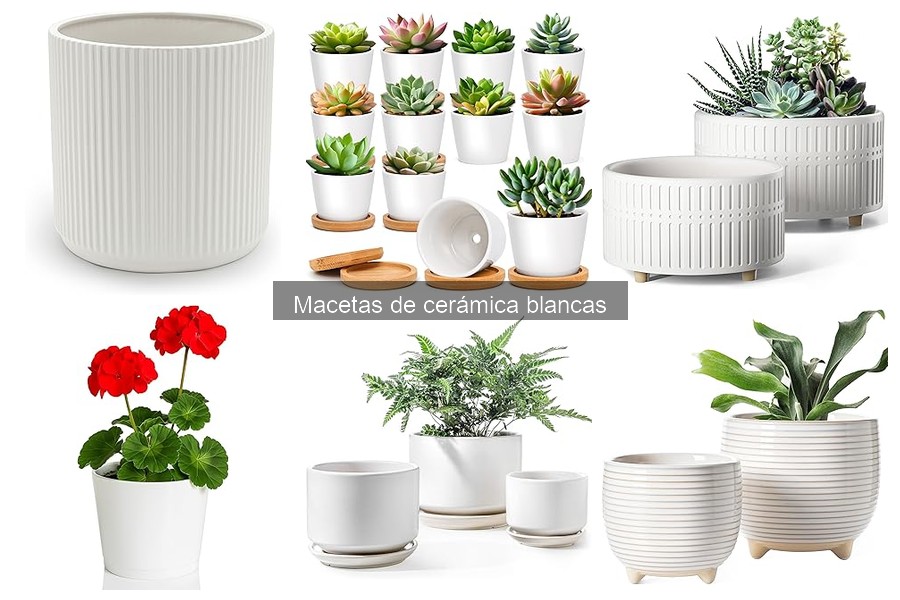 Macetas de cerámica blancas para exteriores: ¿son adecuadas?