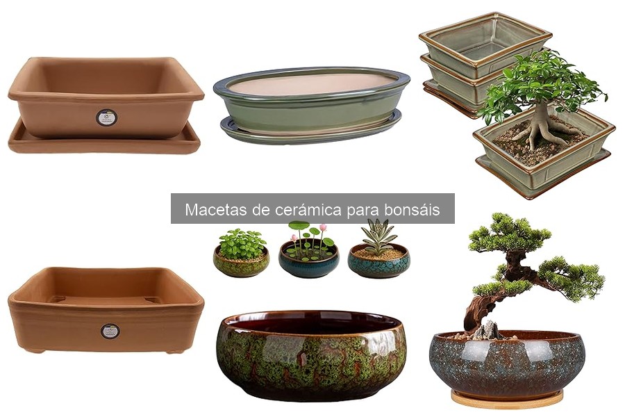 Macetas de cerámica para bonsáis: características y beneficios