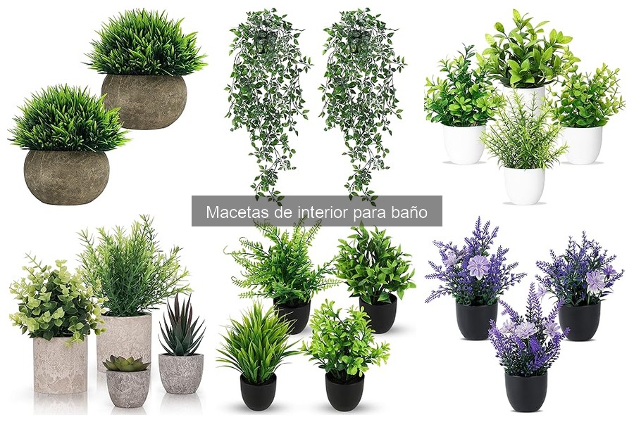 Macetas de Interior para Baños con Poca Luz: Mejores Opciones