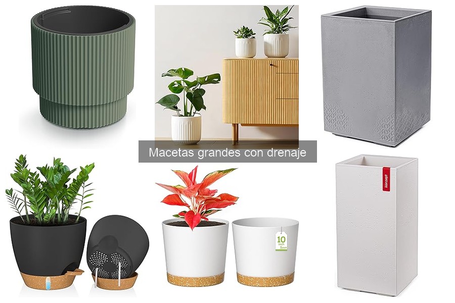 Macetas grandes con drenaje: plantas ideales para cada una