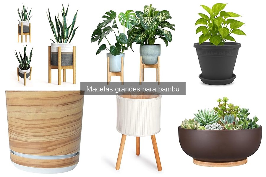 Macetas grandes ideales para cultivar bambú en interior