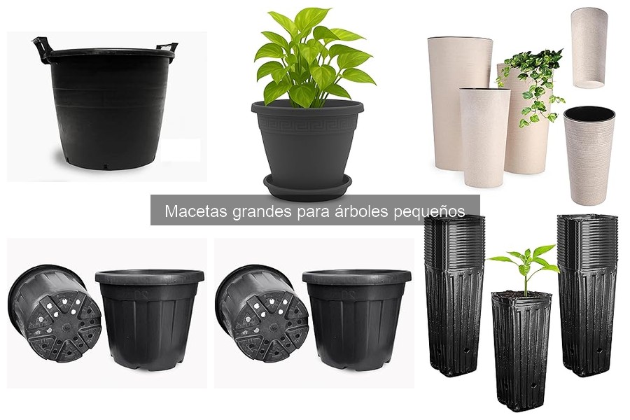 Macetas grandes para árboles pequeños en exteriores: ¿son adecuadas?
