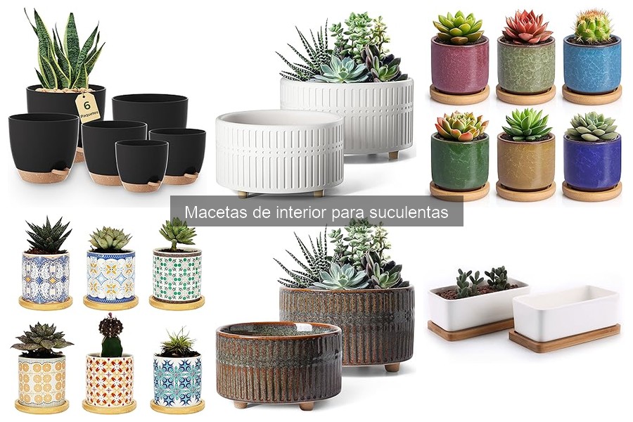 Macetas para suculentas con autorriego: ¿merecen la inversión?