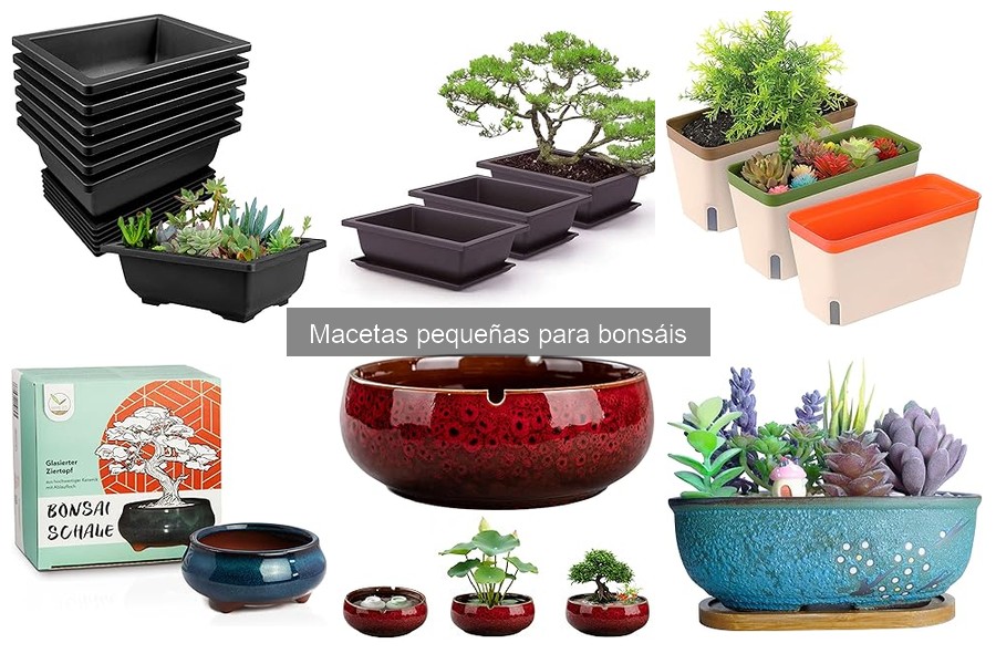 Macetas pequeñas para bonsáis: características y tamaño ideal