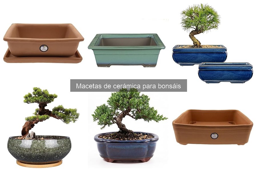 Mantenimiento de macetas de cerámica para bonsáis: guía práctica