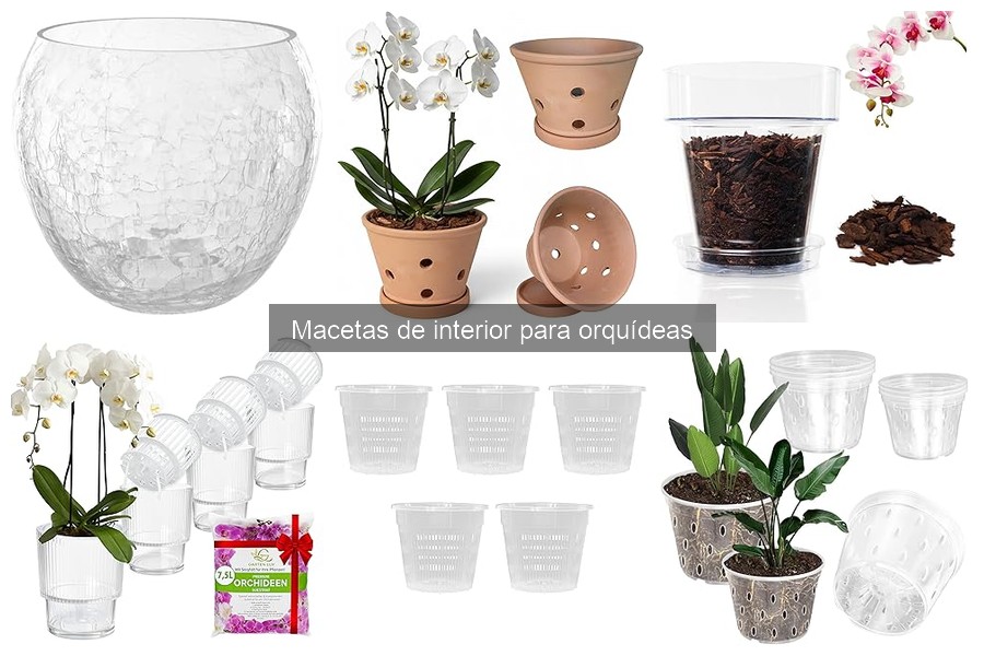Mantenimiento de Macetas para Orquídeas: Limpieza y Cuidados