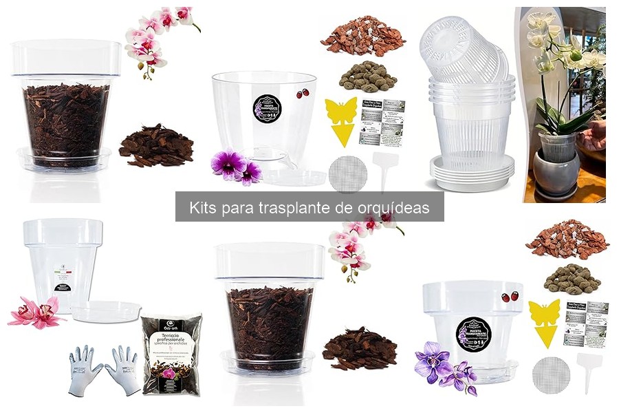 Mantenimiento de orquídeas tras el trasplante: Guía práctica