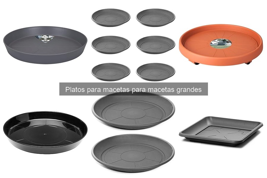 Mantenimiento de platos para macetas grandes: guía práctica