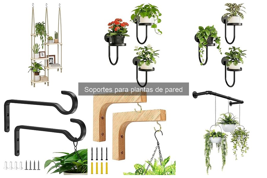 Mantenimiento de Soportes para Plantas de Pared: Guía Práctica