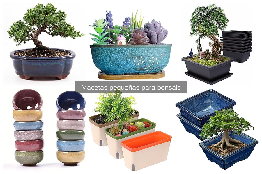 Mantenimiento estacional de macetas pequeñas para bonsáis