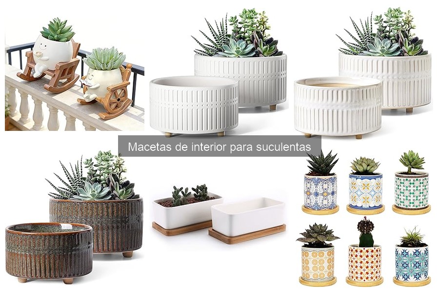 Mantenimiento y riego de macetas para suculentas