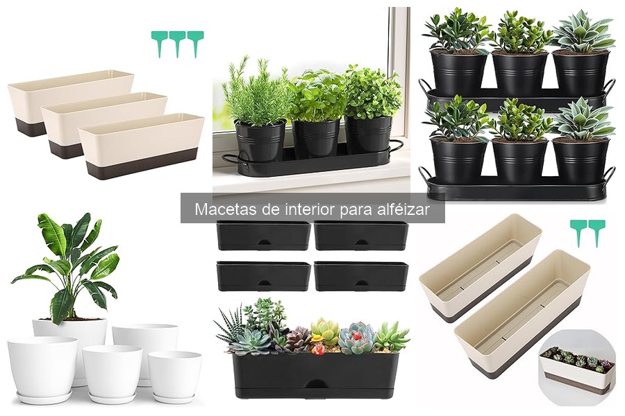 Mejor ubicación para macetas de interior en el alféizar