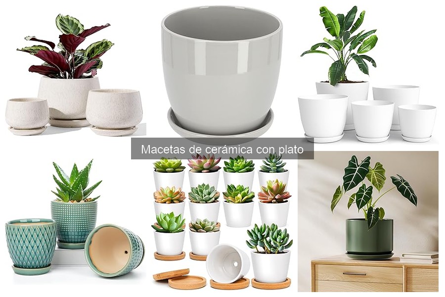 Mejores lugares para comprar macetas de cerámica con plato