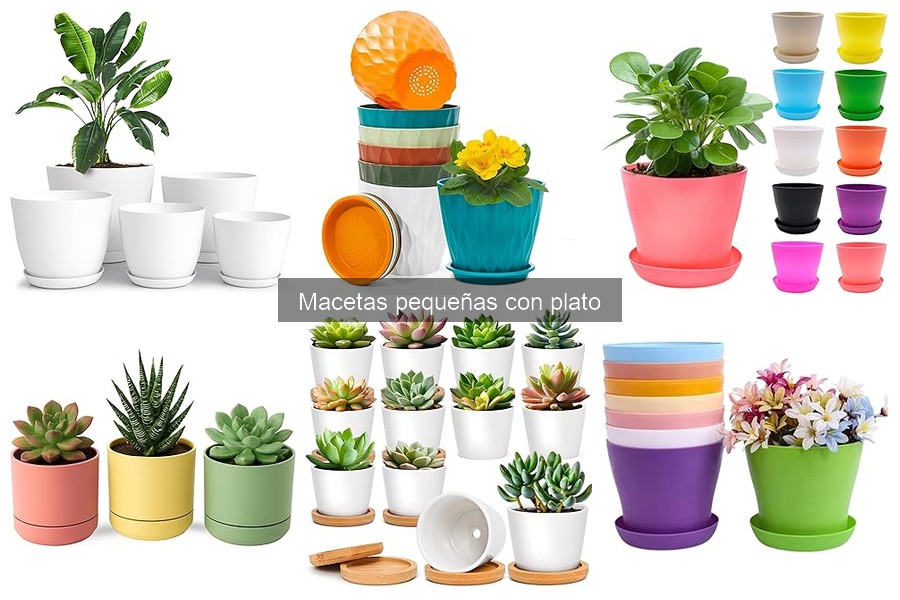 Mejores lugares para comprar macetas pequeñas con plato