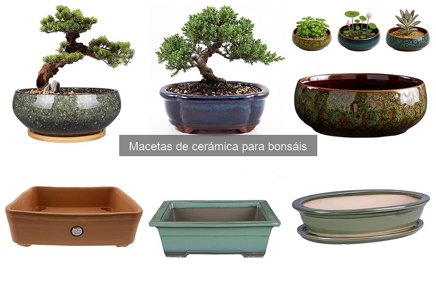 Mejores macetas de cerámica para bonsáis según expertos