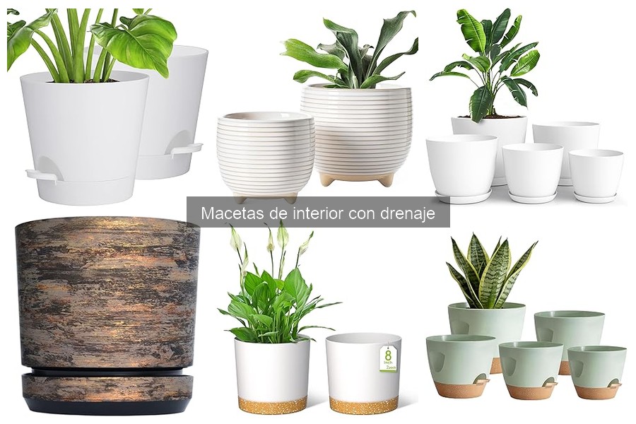Mejores macetas de interior con drenaje para suculentas