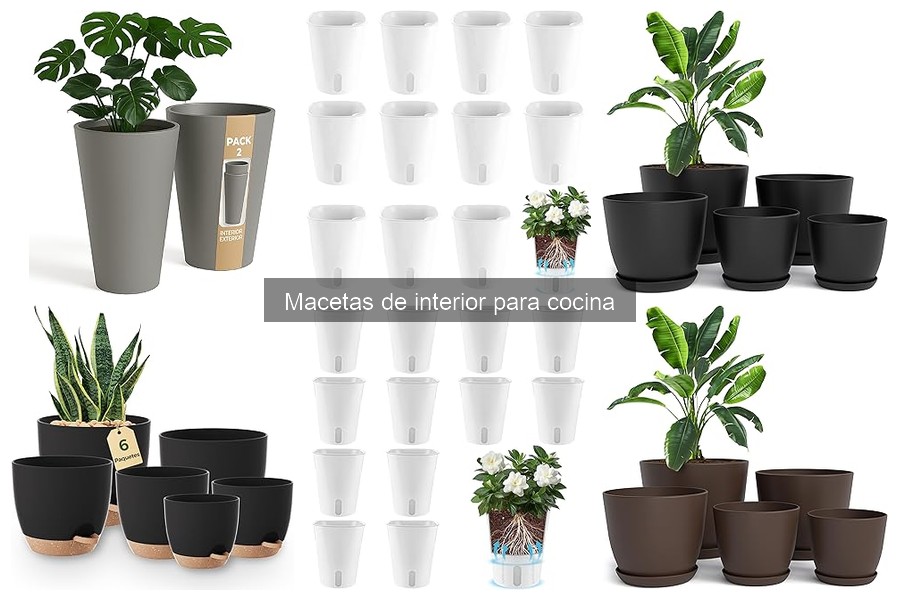 Mejores macetas de interior para cocina según tipo de planta