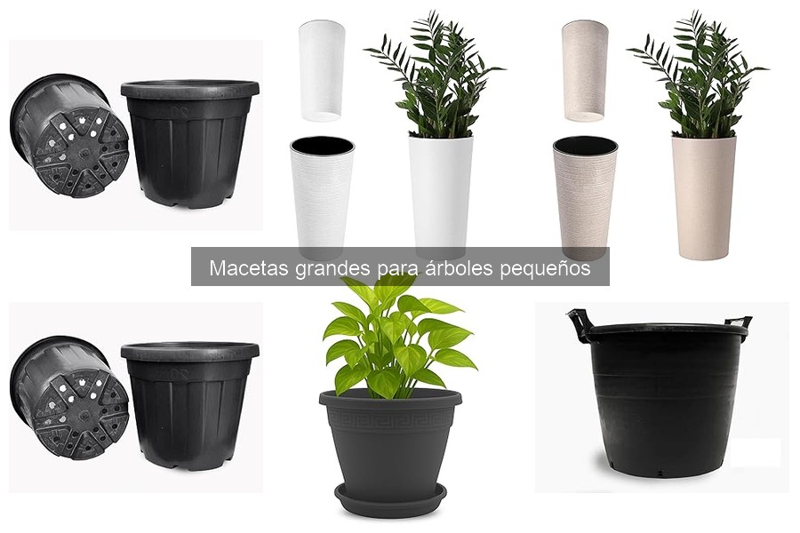 Mejores macetas grandes para bonsáis: comparativa 2023