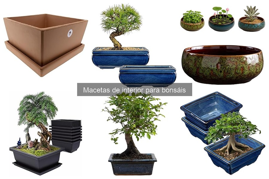 Mejores macetas para bonsáis: características y tipos