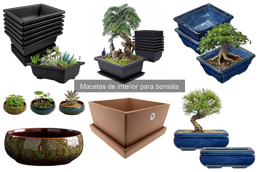 Mejores macetas para bonsáis en espacios pequeños