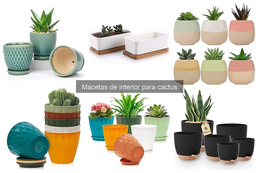 Mejores macetas para cactus de interior: comparativa actualizada